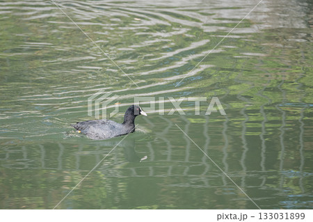 琵琶湖疏水を泳ぐオオバン　京都市　 133031899
