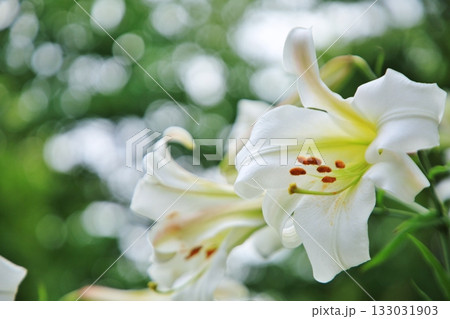 百合 133031903