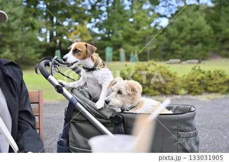 カフェのテラス席でランチタイム　2匹のジャックラッセルテリア 133031905