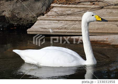 オオハクチョウ 133031958