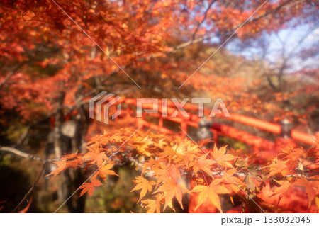 秋の伊香保温泉　紅葉の河鹿橋 133032045