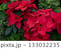 赤い花、ポインセチア 133032235