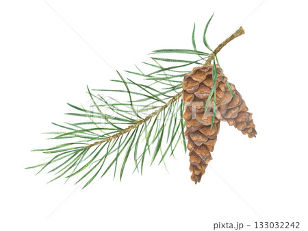 Christmas pine tree branch with brown cones watercolor illustration on isolated background. Two cones on spruce twig. Winter Xmas plant composition for festive floral decor, holiday package. Christmas pine tree branch with brown cones watercolor illustration on isolated background. Two cones on spruce twig. Winter Xmas plant composition for festive floral decor, holiday package. 133032242