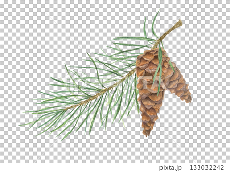 Christmas pine tree branch with brown cones watercolor illustration on isolated background. Two cones on spruce twig. Winter Xmas plant composition for festive floral decor, holiday package. Christmas pine tree branch with brown cones watercolor illustration on isolated background. Two cones on spruce twig. Winter Xmas plant composition for festive floral decor, holiday package. 133032242