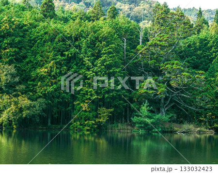 滋賀県甲賀市岩尾一本杉 133032423