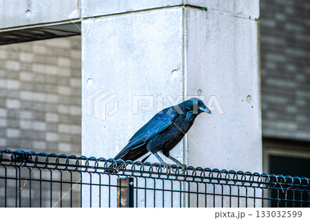 日本の横浜都市景観 早朝。寒くなり、餌を探しに来た都会のカラス。周囲を警戒している=11月12日 日本の横浜都市景観 早朝。寒くなり、餌を探しに来た都会のカラス。周囲を警戒している=11月12日 133032599