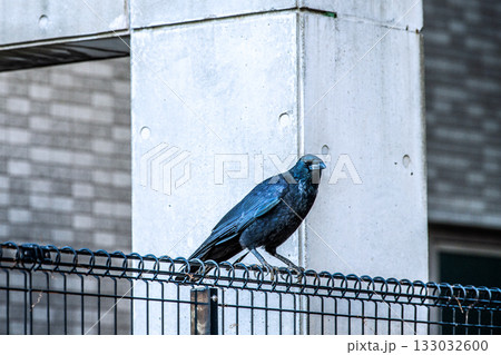 日本の横浜都市景観 早朝。寒くなり、餌を探しに来た都会のカラス。周囲を警戒している=11月12日 日本の横浜都市景観 早朝。寒くなり、餌を探しに来た都会のカラス。周囲を警戒している=11月12日 133032600