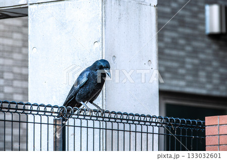 日本の横浜都市景観 早朝。寒くなり、餌を探しに来た都会のカラス。周囲を警戒している＝11月12日 133032601
