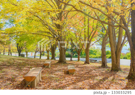 秋色【松本市アルプス公園】 133033295