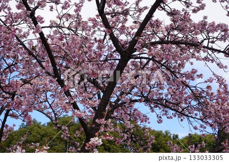 春の青空に映える満開の桜 133033305