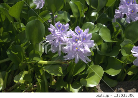 水辺に咲くホテイアオイの花 133033306