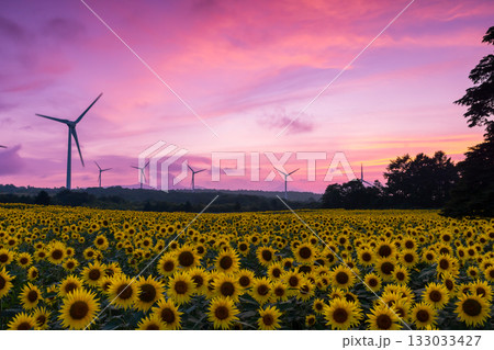 福島県郡山市湖南町赤津 郡山布引風の高原の風力発電の風車の下に広がる満開のひまわり畑と夕焼け空 福島県郡山市湖南町赤津 郡山布引風の高原の風力発電の風車の下に広がる満開のひまわり畑と夕焼け空 133033427