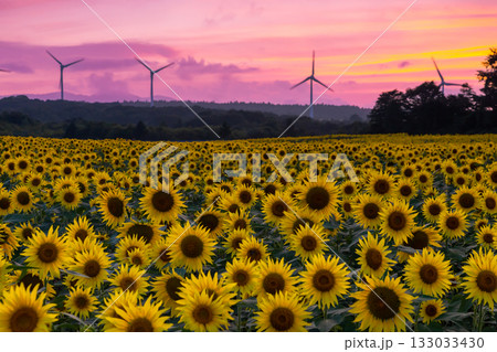 福島県郡山市湖南町赤津 郡山布引風の高原の風力発電の風車の下に広がる満開のひまわり畑と夕焼け空 福島県郡山市湖南町赤津 郡山布引風の高原の風力発電の風車の下に広がる満開のひまわり畑と夕焼け空 133033430