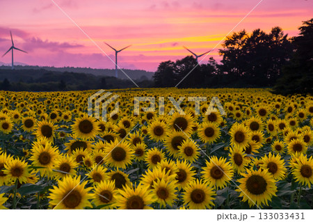 福島県郡山市湖南町赤津 郡山布引風の高原の風力発電の風車の下に広がる満開のひまわり畑と夕焼け空 福島県郡山市湖南町赤津 郡山布引風の高原の風力発電の風車の下に広がる満開のひまわり畑と夕焼け空 133033431