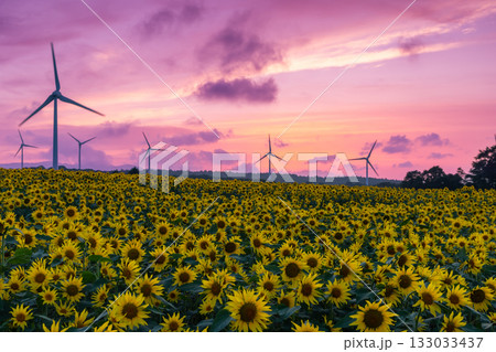 福島県郡山市湖南町赤津 郡山布引風の高原の風力発電の風車の下に広がる満開のひまわり畑と夕焼け空 福島県郡山市湖南町赤津 郡山布引風の高原の風力発電の風車の下に広がる満開のひまわり畑と夕焼け空 133033437