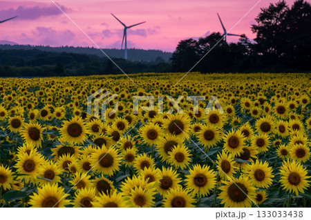 福島県郡山市湖南町赤津　郡山布引風の高原の風力発電の風車の下に広がる満開のひまわり畑と夕焼け空 133033438
