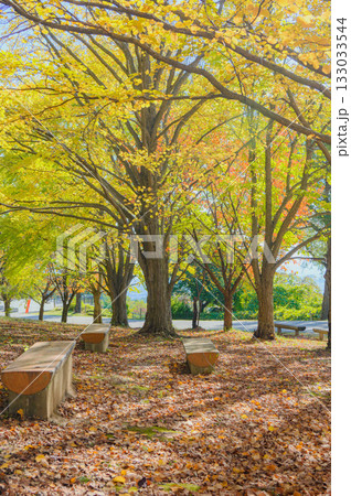 秋色【松本市アルプス公園】 133033544