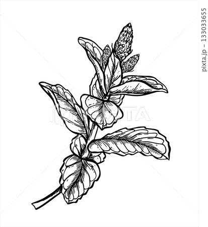 Flowering mint branch with leaves monochrome vector illustration painted by black inks. Aromatic melissa branch in blossom simple line art. Seasoning herb for organic cosmetic design, beverage design Flowering mint branch with leaves monochrome vector illustration painted by black inks. Aromatic melissa branch in blossom simple line art. Seasoning herb for organic cosmetic design, beverage design 133033655