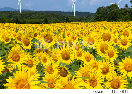 福島県郡山市湖南町赤津　郡山布引風の高原の風力発電の風車の下に広がる満開のひまわり畑と青空 133034011