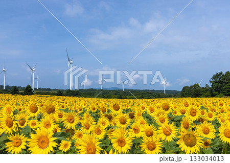 福島県郡山市湖南町赤津　郡山布引風の高原の風力発電の風車の下に広がる満開のひまわり畑と青空 133034013
