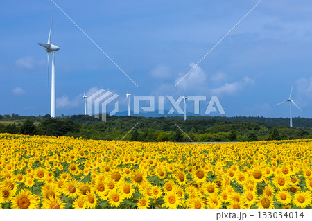 福島県郡山市湖南町赤津　郡山布引風の高原の風力発電の風車の下に広がる満開のひまわり畑と青空 133034014