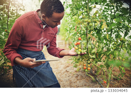 Black man, tablet and tomato farming, inspection with agriculture and farmer check crops with nature and harvest. Male person on farm, vegetable plant and sustainability, growth and quality assurance Black man, tablet and tomato farming, inspection with agriculture and farmer check crops with nature and harvest. Male person on farm, vegetable plant and sustainability, growth and quality assurance 133034045