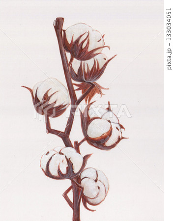 コットンフラワー手描き 133034051