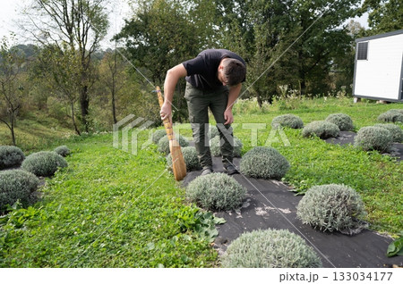 Focused gardener meticulously sweeps leaves between lavender bushes on a green field under a sunny sky. Focused gardener meticulously sweeps leaves between lavender bushes on a green field under a sunny sky. 133034177