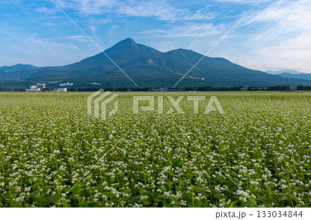 福島県耶麻郡猪苗代町磐里村北 見渡す限りの蕎麦畑のソバの花と後ろにそびえる磐梯山 福島県耶麻郡猪苗代町磐里村北 見渡す限りの蕎麦畑のソバの花と後ろにそびえる磐梯山 133034844