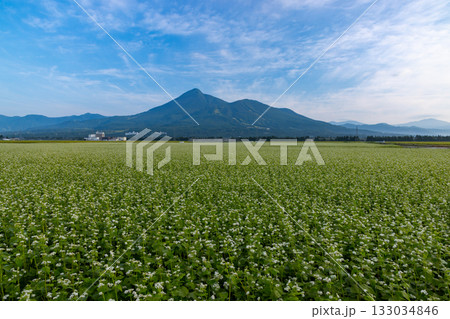 福島県耶麻郡猪苗代町磐里村北 見渡す限りの蕎麦畑のソバの花と後ろにそびえる磐梯山 福島県耶麻郡猪苗代町磐里村北 見渡す限りの蕎麦畑のソバの花と後ろにそびえる磐梯山 133034846