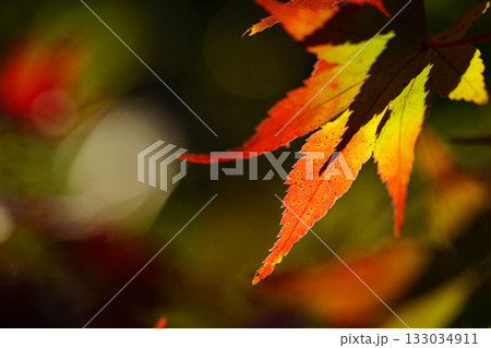 鮮やかな紅葉 133034911