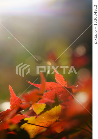 強い光に照らされて 133034912