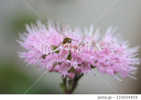 秋の庭に咲くピンク色のダンギクの花の蜜を吸うミナミヒメヒラタアブ 秋の庭に咲くピンク色のダンギクの花の蜜を吸うミナミヒメヒラタアブ 133034959