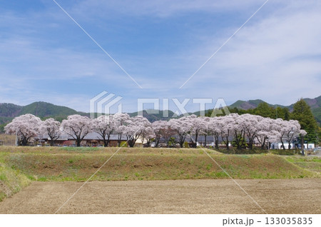 津金・三代校舎ふれあいの里の桜並木 133035835
