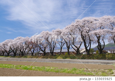 津金・三代校舎ふれあいの里の桜並木 津金・三代校舎ふれあいの里の桜並木 133035925