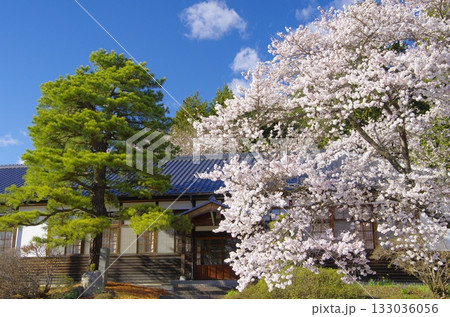 津金・三代校舎ふれあいの里・大正校舎と桜 133036056