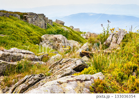 alpine landscape with yellow dandelions on meadow in spring. green nature background with blooming flowers in mountains of ukraine. scenic floral wallpaper of carpathian alps with rocks and grass alpine landscape with yellow dandelions on meadow in spring. green nature background with blooming flowers in mountains of ukraine. scenic floral wallpaper of carpathian alps with rocks and grass 133036354
