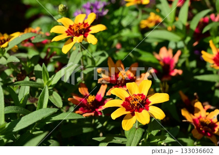 ジニア・プロフュージョンレッド・イエローバイカラー（キク科）ヒャクニチソウ属 133036602