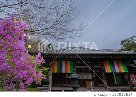 ミツバツツジが咲き乱れ山がピンク色に染まった春色の木津川市神童寺境内を撮影 ミツバツツジが咲き乱れ山がピンク色に染まった春色の木津川市神童寺境内を撮影 133036614