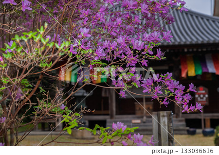 ミツバツツジが咲き乱れ山がピンク色に染まった春色の木津川市神童寺境内を撮影 ミツバツツジが咲き乱れ山がピンク色に染まった春色の木津川市神童寺境内を撮影 133036616