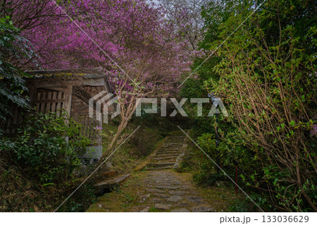 ミツバツツジが咲き乱れ山がピンク色に染まった春色の木津川市神童寺境内を撮影 133036629