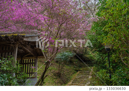 ミツバツツジが咲き乱れ山がピンク色に染まった春色の木津川市神童寺境内を撮影 133036630