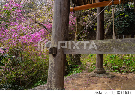 ミツバツツジが咲き乱れ山がピンク色に染まった春色の木津川市神童寺境内を撮影 ミツバツツジが咲き乱れ山がピンク色に染まった春色の木津川市神童寺境内を撮影 133036633