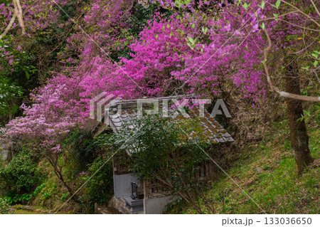 ミツバツツジが咲き乱れ山がピンク色に染まった春色の木津川市神童寺境内を撮影 ミツバツツジが咲き乱れ山がピンク色に染まった春色の木津川市神童寺境内を撮影 133036650