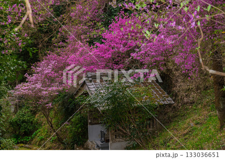 ミツバツツジが咲き乱れ山がピンク色に染まった春色の木津川市神童寺境内を撮影 ミツバツツジが咲き乱れ山がピンク色に染まった春色の木津川市神童寺境内を撮影 133036651