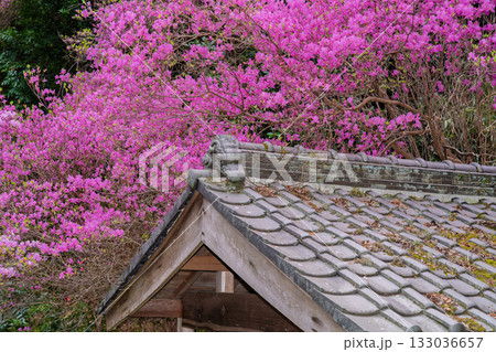 ミツバツツジが咲き乱れ山がピンク色に染まった春色の木津川市神童寺境内を撮影 133036657