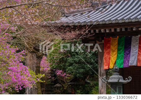 ミツバツツジが咲き乱れ山がピンク色に染まった春色の木津川市神童寺境内を撮影 ミツバツツジが咲き乱れ山がピンク色に染まった春色の木津川市神童寺境内を撮影 133036672