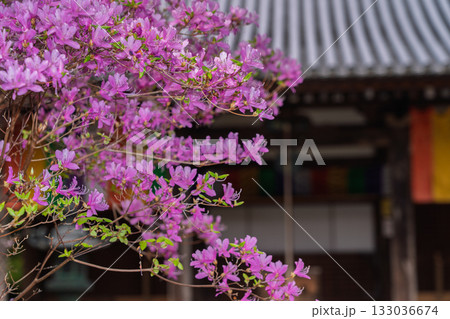 ミツバツツジが咲き乱れ山がピンク色に染まった春色の木津川市神童寺境内を撮影 ミツバツツジが咲き乱れ山がピンク色に染まった春色の木津川市神童寺境内を撮影 133036674