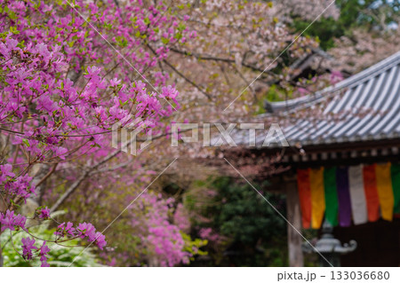 ミツバツツジが咲き乱れ山がピンク色に染まった春色の木津川市神童寺境内を撮影 ミツバツツジが咲き乱れ山がピンク色に染まった春色の木津川市神童寺境内を撮影 133036680