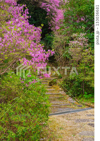 ミツバツツジが咲き乱れ山がピンク色に染まった春色の木津川市神童寺境内を撮影 133036681